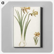 3-38_Anselmus-Boetius-de-Boodt_canvas