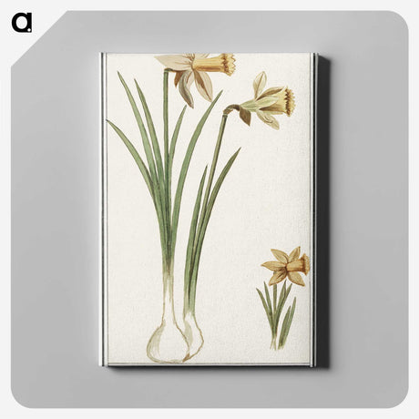 3-38_Anselmus-Boetius-de-Boodt_canvas
