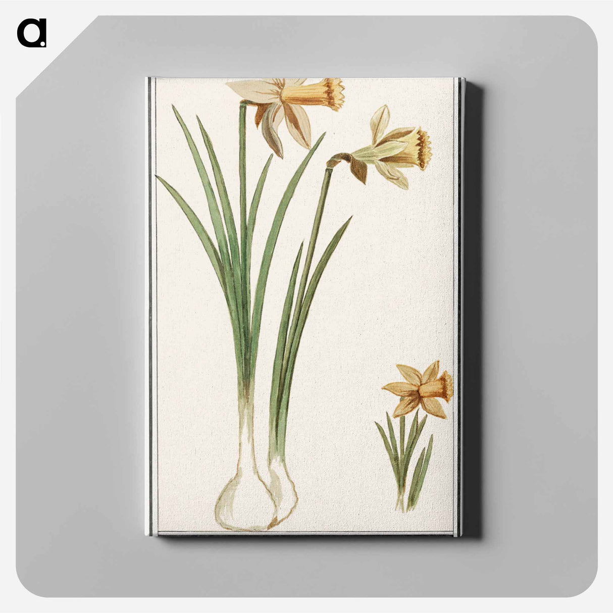 Wilde narcis, Narcissus pseudonarcissus - アンセルムス ボエティウス デ ブート Canvas.