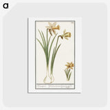 3-38_Anselmus-Boetius-de-Boodt_hagaki