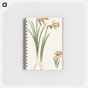 アートメモ帳-Wilde narcis, Narcissus pseudonarcissus - アンセルムス ボエティウス デ ブート Memo.