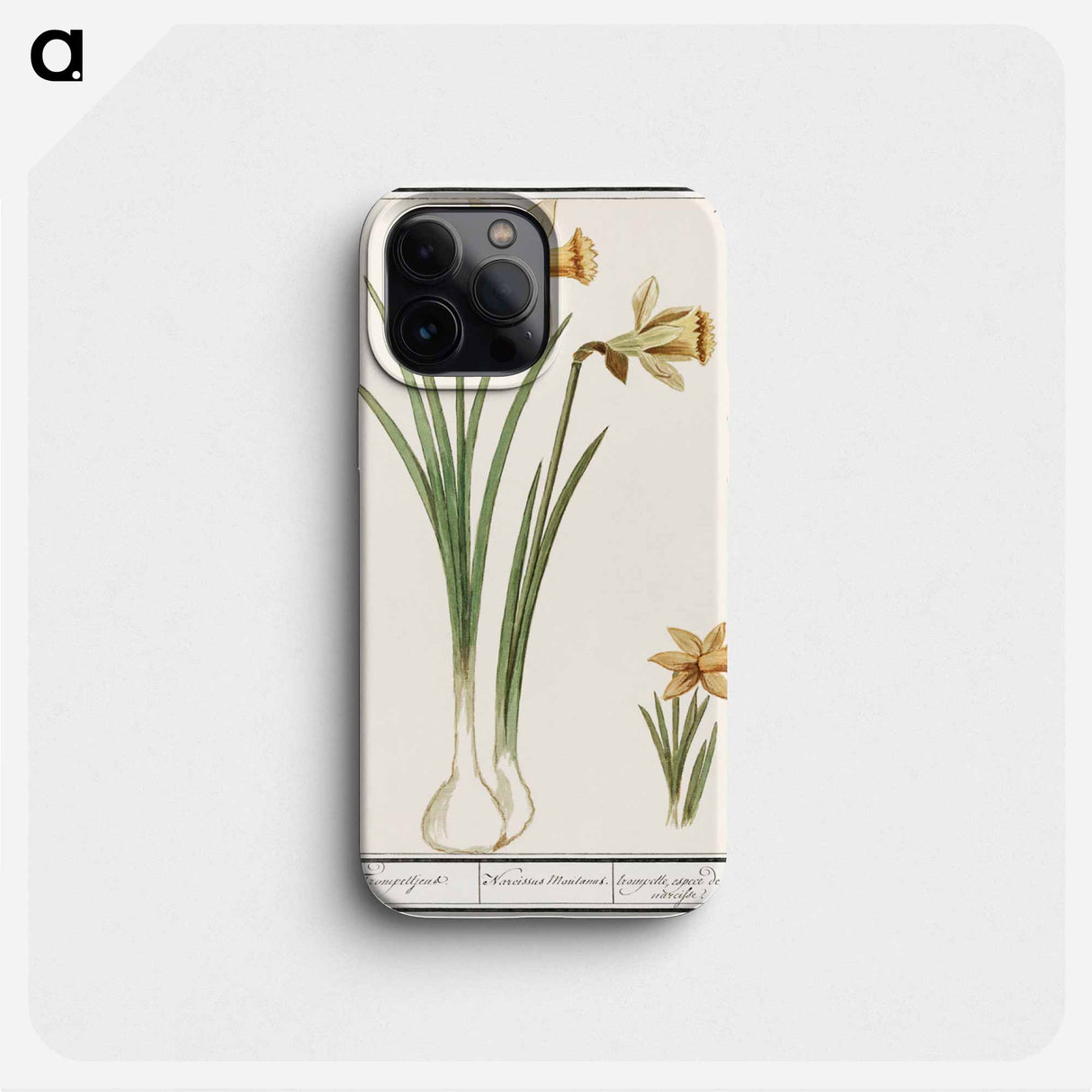 Wilde narcis, Narcissus pseudonarcissus - アンセルムス ボエティウス デ ブート Phone Case.