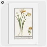 3-38_Anselmus-Boetius-de-Boodt_picture
