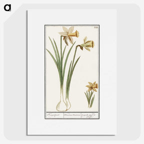 3-38_Anselmus-Boetius-de-Boodt_picture