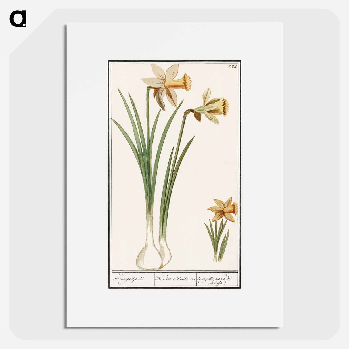 Wilde narcis, Narcissus pseudonarcissus - アンセルムス ボエティウス デ ブート Poster.