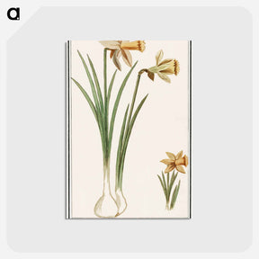 アートポストカード-Wilde narcis, Narcissus pseudonarcissus - アンセルムス ボエティウス デ ブート Postcard.