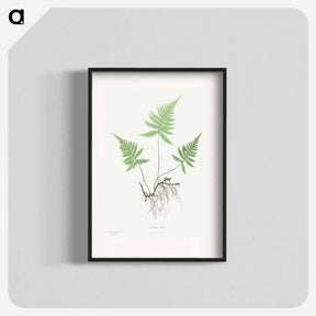 アートポスター-Ferns of Great Britain and Ireland: Polypodium Phegopteris
 - クリーブランド美術館 Poster.