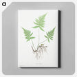 アートパネル-Ferns of Great Britain and Ireland: Polypodium Phegopteris
 - クリーブランド美術館 Canvas.
