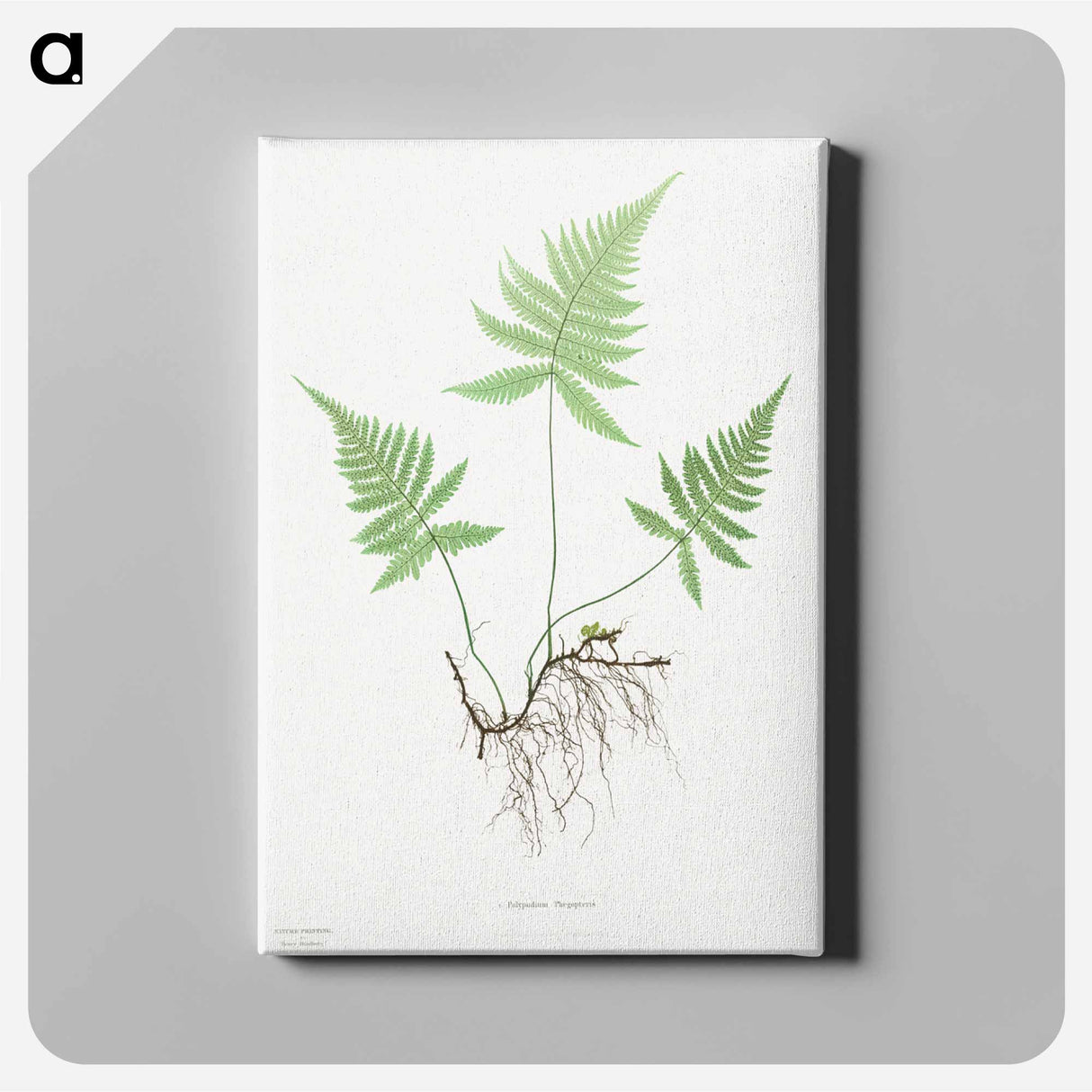 アートパネル-Ferns of Great Britain and Ireland: Polypodium Phegopteris
 - クリーブランド美術館 Canvas.