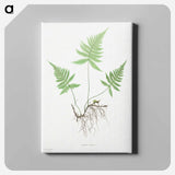 アートパネル-Ferns of Great Britain and Ireland: Polypodium Phegopteris
 - クリーブランド美術館 Canvas.