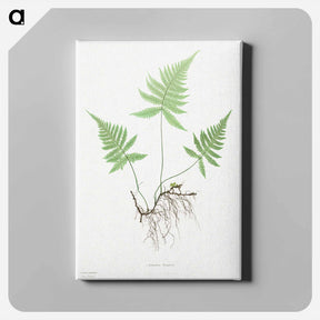 アートパネル-Ferns of Great Britain and Ireland: Polypodium Phegopteris
 - クリーブランド美術館 Canvas.