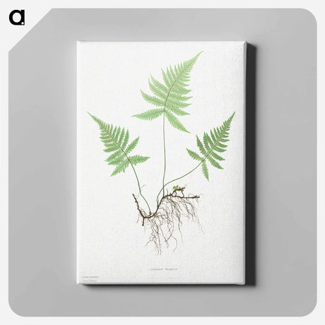 アートパネル-Ferns of Great Britain and Ireland: Polypodium Phegopteris
 - クリーブランド美術館 Canvas.