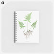 アートメモ帳-Ferns of Great Britain and Ireland: Polypodium Phegopteris
 - クリーブランド美術館 Memo.