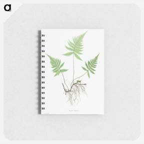 アートメモ帳-Ferns of Great Britain and Ireland: Polypodium Phegopteris
 - クリーブランド美術館 Memo.