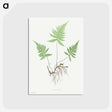 アートポストカード-Ferns of Great Britain and Ireland: Polypodium Phegopteris
 - クリーブランド美術館 Postcard.