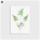 アートポストカード-Ferns of Great Britain and Ireland: Polypodium Phegopteris
 - クリーブランド美術館 Postcard.