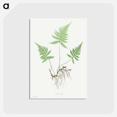 アートポストカード-Ferns of Great Britain and Ireland: Polypodium Phegopteris
 - クリーブランド美術館 Postcard.