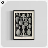 3-38_Ernst-Haeckel_blk-crop