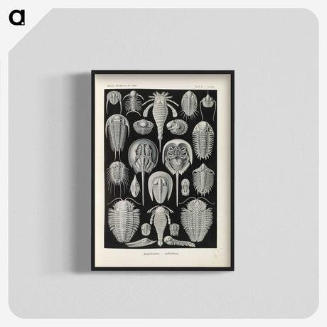 3-38_Ernst-Haeckel_blk-crop