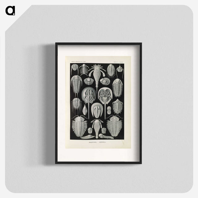 3-38_Ernst-Haeckel_blk