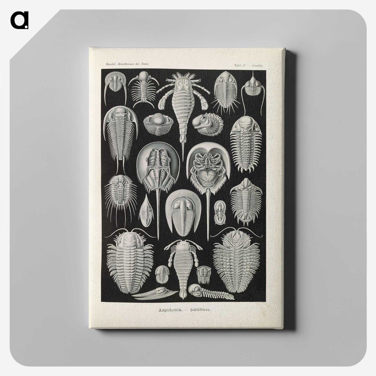 3-38_Ernst-Haeckel_canvas