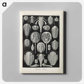 3-38_Ernst-Haeckel_canvas