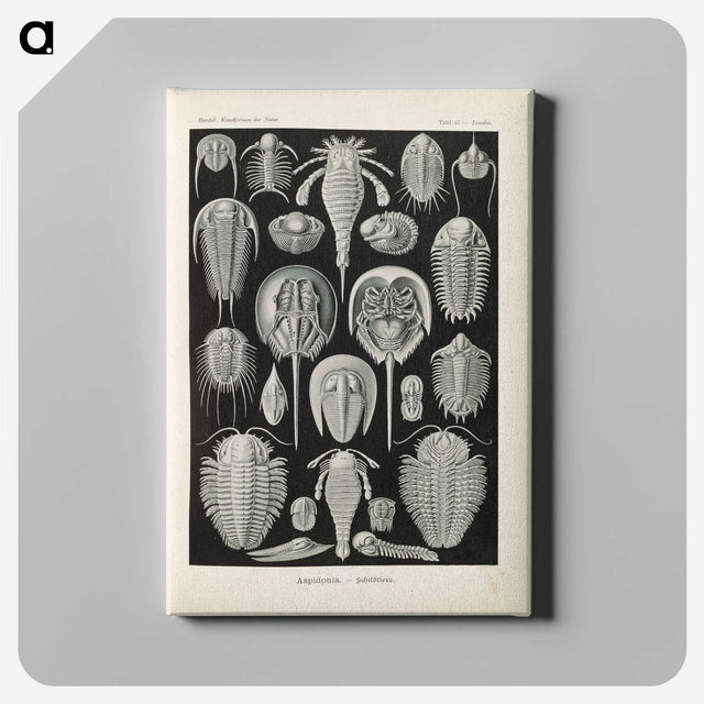 3-38_Ernst-Haeckel_canvas