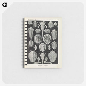 3-38_Ernst-Haeckel_memo