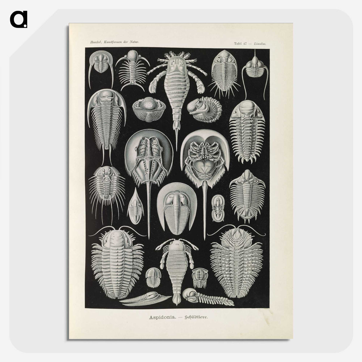 3-38_Ernst-Haeckel_picture-crop