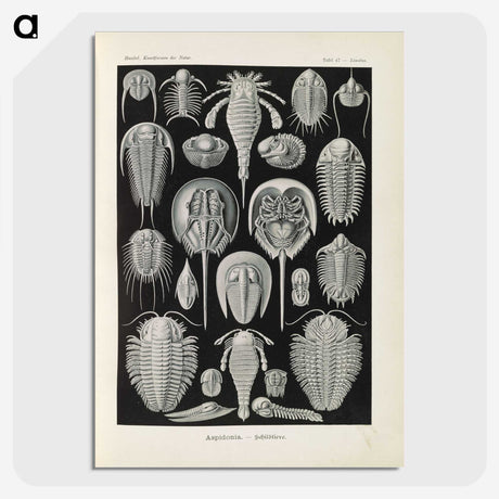 3-38_Ernst-Haeckel_picture-crop