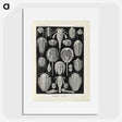 3-38_Ernst-Haeckel_picture