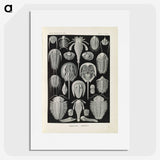 3-38_Ernst-Haeckel_picture