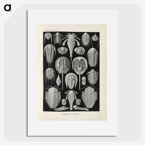 3-38_Ernst-Haeckel_picture
