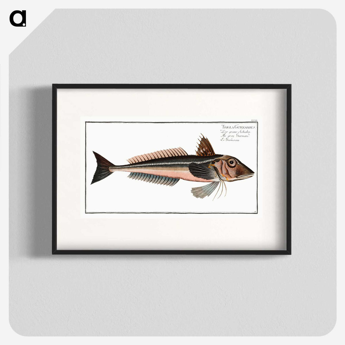 3-38_Ichtyologie-ou-Histoire-naturelle_blk
