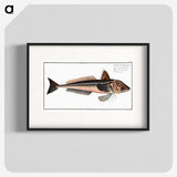 3-38_Ichtyologie-ou-Histoire-naturelle_blk