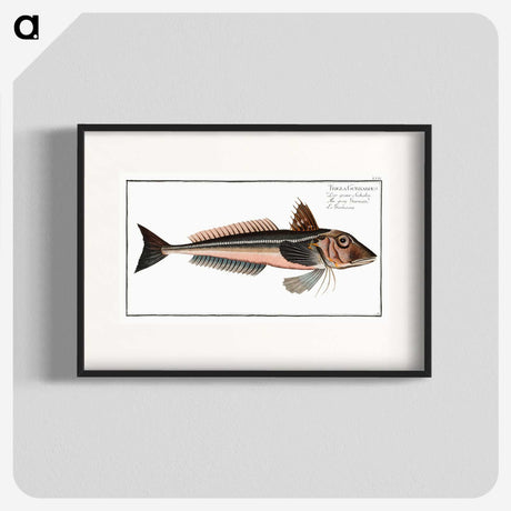 3-38_Ichtyologie-ou-Histoire-naturelle_blk