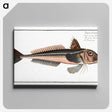 3-38_Ichtyologie-ou-Histoire-naturelle_canvas