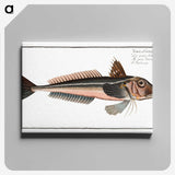 3-38_Ichtyologie-ou-Histoire-naturelle_canvas