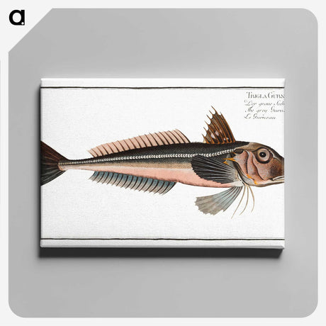 3-38_Ichtyologie-ou-Histoire-naturelle_canvas