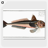 3-38_Ichtyologie-ou-Histoire-naturelle_picture-crop