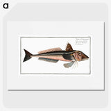 3-38_Ichtyologie-ou-Histoire-naturelle_picture