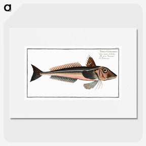 3-38_Ichtyologie-ou-Histoire-naturelle_picture