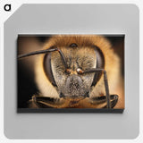3-38_Insects-Unlocked-Project_canvas