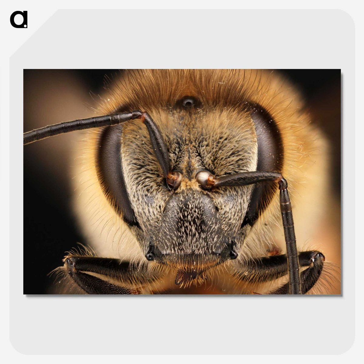 3-38_Insects-Unlocked-Project_picture-crop