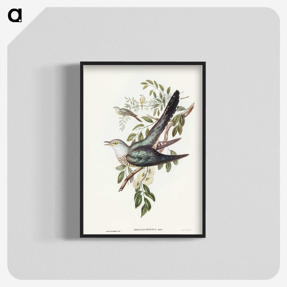 3-38_John-Gould_blk-crop