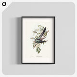 3-38_John-Gould_blk