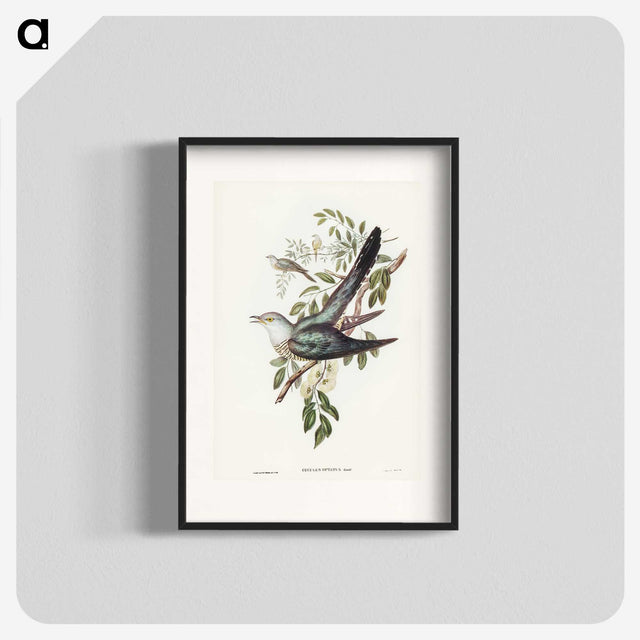 3-38_John-Gould_blk