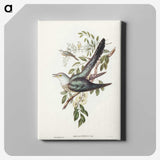 3-38_John-Gould_canvas