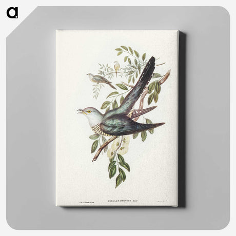 3-38_John-Gould_canvas