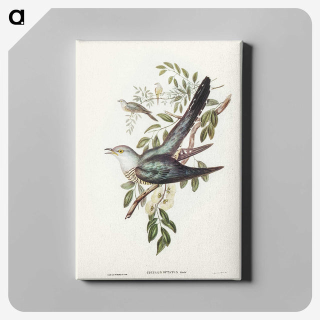 3-38_John-Gould_canvas